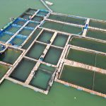 Vista aérea de uma criação de peixes flutuante em um corpo d’água verde, com trabalhadores ao redor.