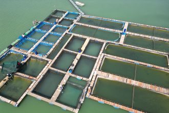Vista aérea de uma criação de peixes flutuante em um corpo d’água verde, com trabalhadores ao redor.