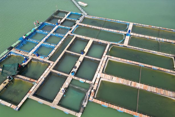 Vista aérea de uma criação de peixes flutuante em um corpo d’água verde, com trabalhadores ao redor.
