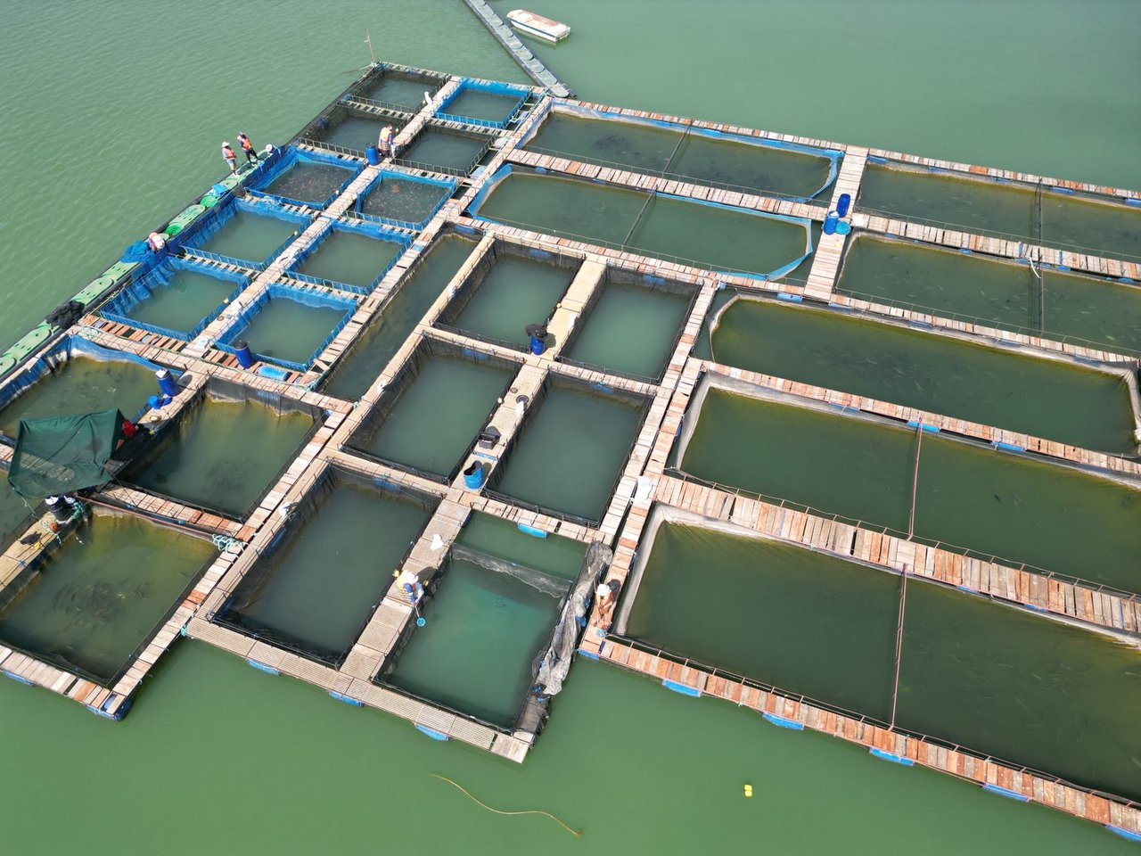 Vista aérea de uma criação de peixes flutuante em um corpo d’água verde, com trabalhadores ao redor.