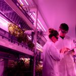 Pesquisadores observam uma plantação em ambiente controlado com iluminação ultravioleta.