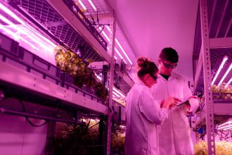 Pesquisadores observam uma plantação em ambiente controlado com iluminação ultravioleta.