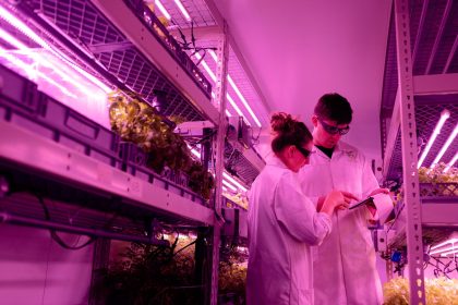 Pesquisadores observam uma plantação em ambiente controlado com iluminação ultravioleta.